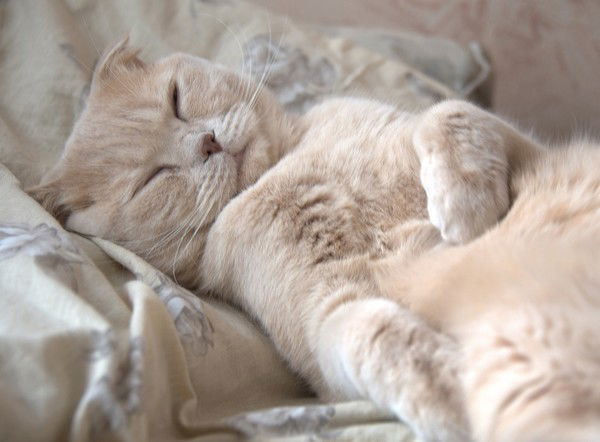 Наталья Шокурова (Чардымова)