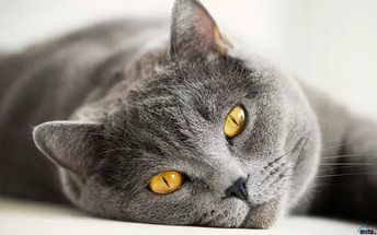 Ульяна Крыжановская