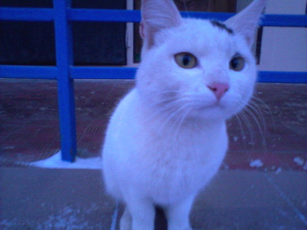 Барсик Барсик