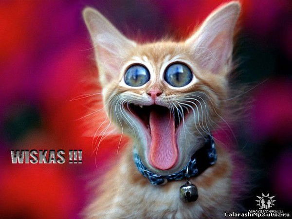 Егор Ворончихин