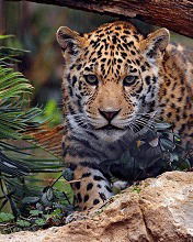 Владимир К.