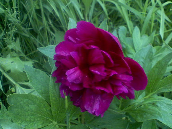 Елена Мошенская