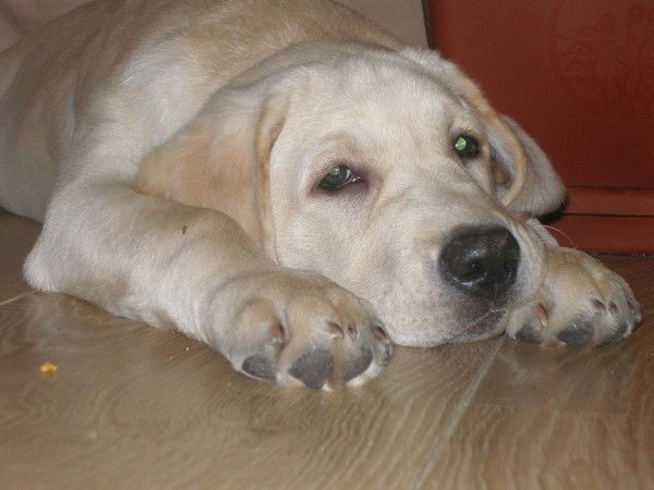 Дмитрий Арабаджи