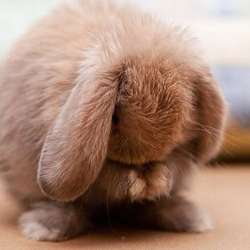 Наталия Голота