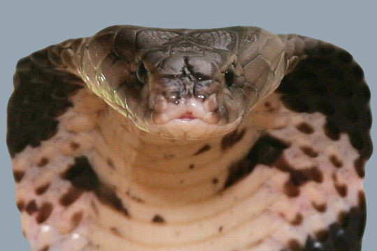 Евгений Ануфриев