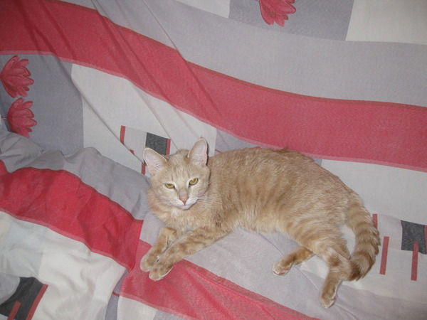 Гена Кононенко