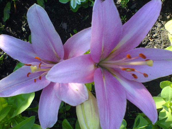 Галина Ваулина