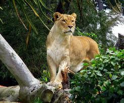 Gulnara Dzhambosynova