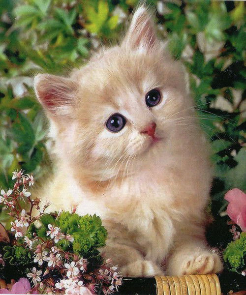 Вася Шкидченко