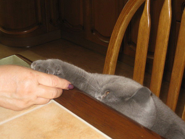 Дина Ташимова