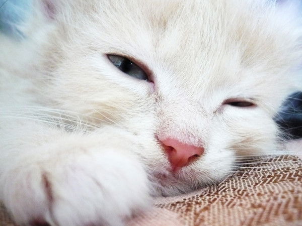 Ольга Карсакова