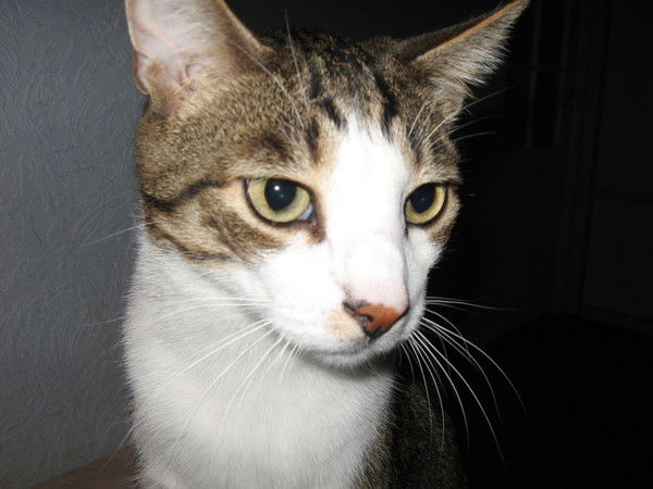 Андрей Михайлов