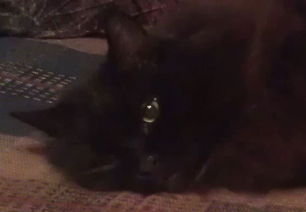 Елизавета Калашникова