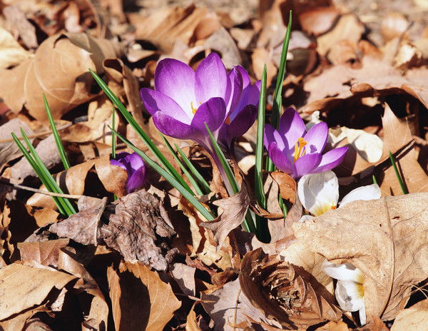 Шет Ауданы Бурма Ауылы