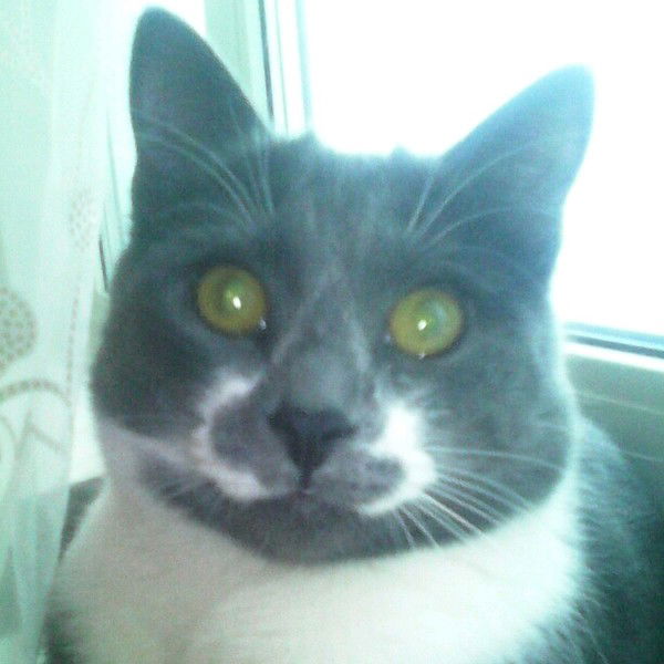 Елена Артёменко