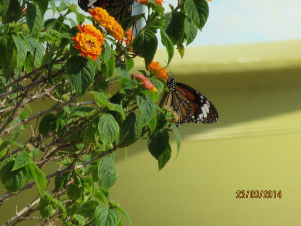 Светлана Матвиенко