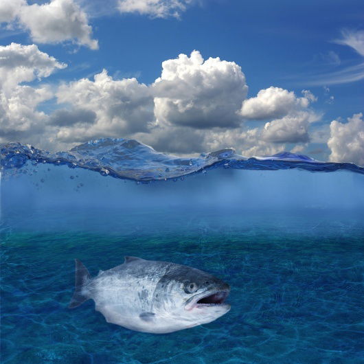 Олеся Крепышева