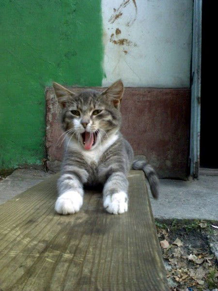 Люба Богданова