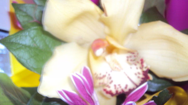 Яна Румянцева