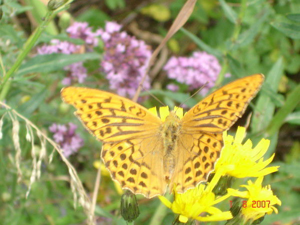 Natalia Milogradskaia