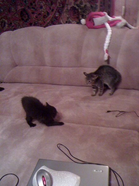 Анна Юрасова