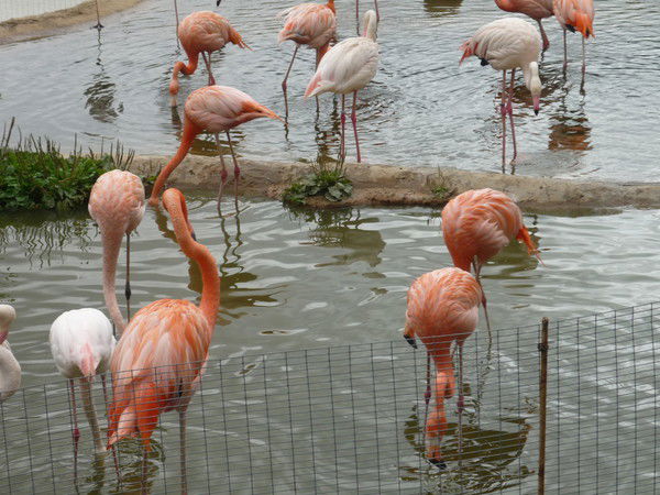 Светлана Стрюкова