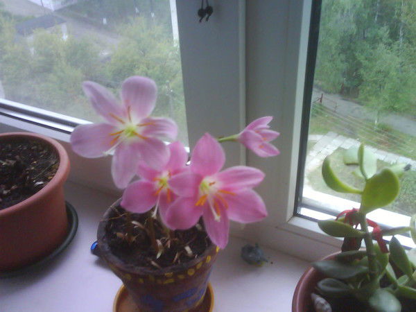 Антонина -"-"