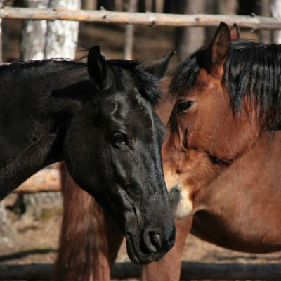 Полина Никиткина