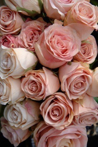 Елена Леночка