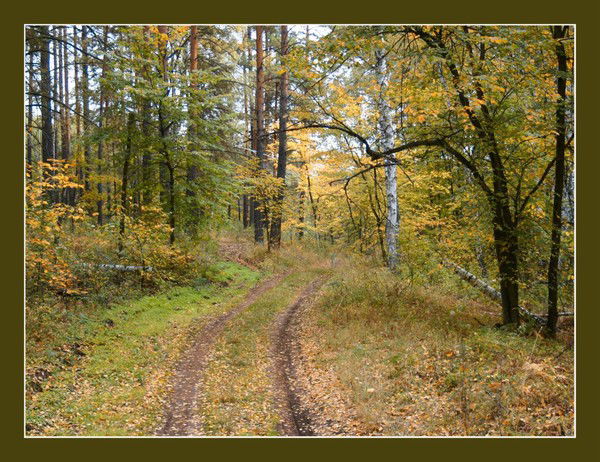 Елена Сергеева