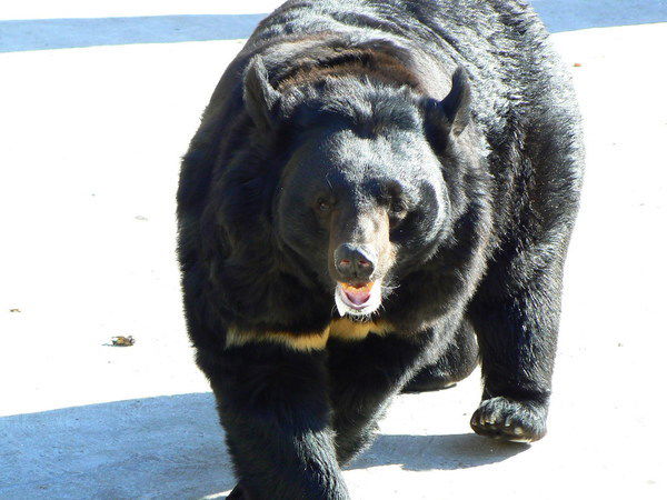 Аскарбек Испусинов