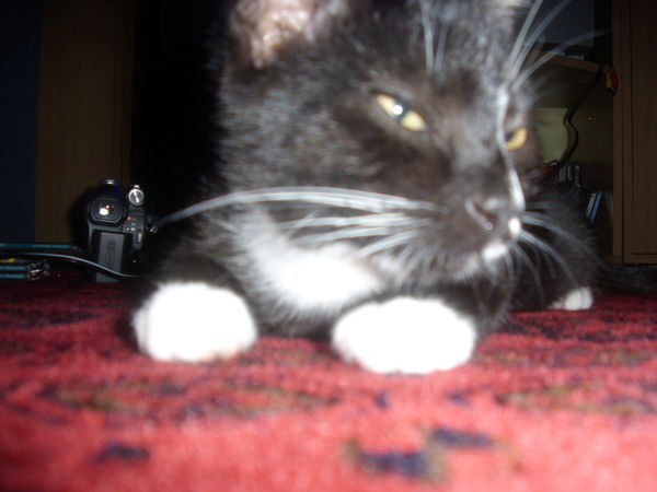 Михаил Крылов