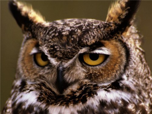 Анастасия Я