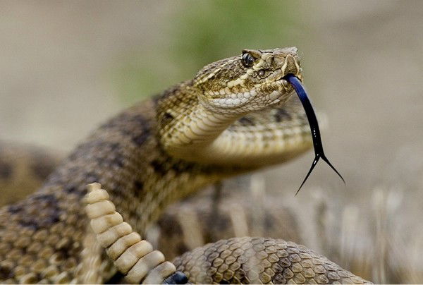 А Л Е К С А Н Д Р