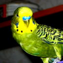 Катя Пчела