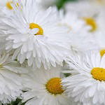 Елена Говорова