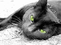 Баскакова Светлана