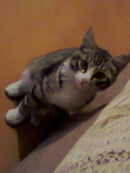 Айгуль Касенова