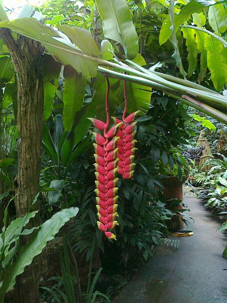 Ирина Косенко