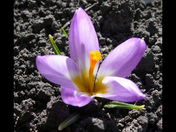 Тамара Тябут