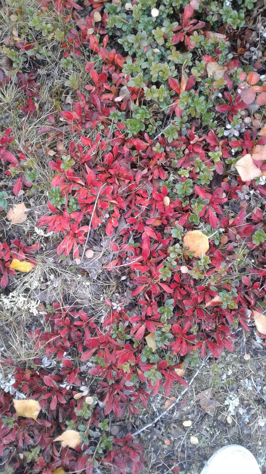 Марина Бабакина