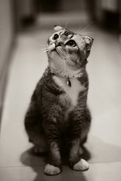 Александра Литонина