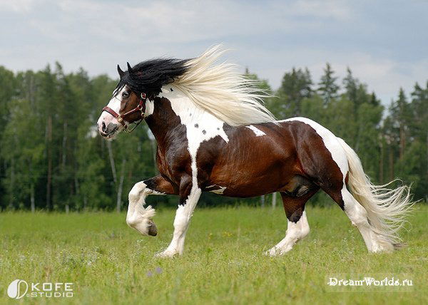 Maranata Go To World