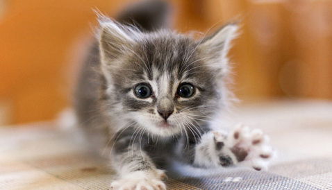 Октябрина Домовёнок