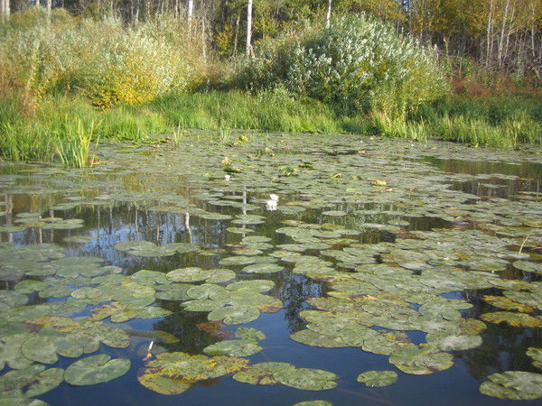 Светлана Ольховикова