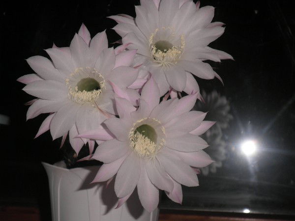 Светлана Голубкова