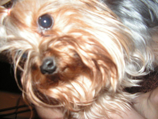 Светлана Проценко