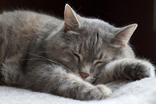 Валера Галкин