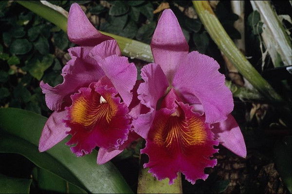 Александр***** *****