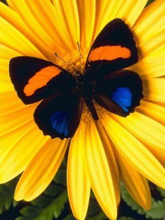 Екатерина Максимова